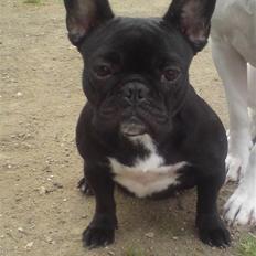 Fransk bulldog Bimbi (Himmelhund)