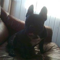 Fransk bulldog Bimbi (Himmelhund)