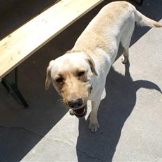 Labrador retriever Spike