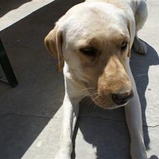 Labrador retriever Spike