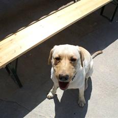 Labrador retriever Spike