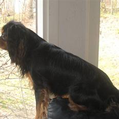 Cavalier king charles spaniel † Cosmo †