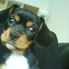 Cavalier king charles spaniel Tøzen *SOLGT*