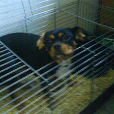 Cavalier king charles spaniel Tøzen *SOLGT*