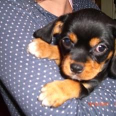 Cavalier king charles spaniel Tøzen *SOLGT*