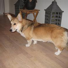 Welsh corgi pembroke Bonnie