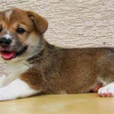 Welsh corgi pembroke Bonnie