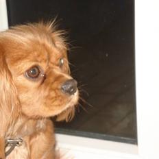 Cavalier king charles spaniel lucky