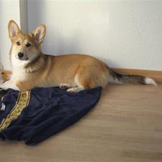 Welsh corgi pembroke Bonnie