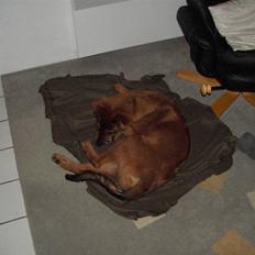 Blanding af racer bandit