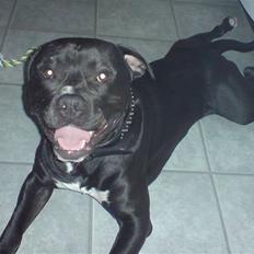 Blanding af racer Falko