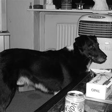 Border collie †R.I.P kvinto†