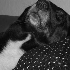 Border collie †R.I.P kvinto†