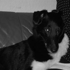 Border collie †R.I.P kvinto†