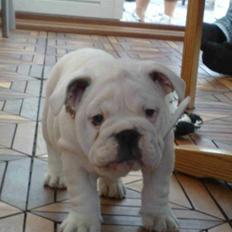 Engelsk bulldog Szhirley