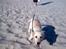Labrador retriever Sascha *RIP*