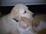 Labrador retriever Sascha *RIP* - Sascha og Linus er gode venner