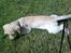 Labrador retriever Sascha *RIP*