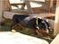 Dobermann *Charming Chick* - Også 5 uger gammel her (-8