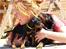 Dobermann *Charming Chick* - Og her (-8