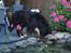 Berner sennenhund Balou - (død 2011) - Balous foretrukne sted at drikke vand (og iagttage guldfisk)