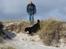 Berner sennenhund Balou - (død 2011) - Lidt bjerghund er der da over det.....