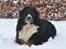 Berner sennenhund Balou - (død 2011) - Julen 2010