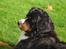 Berner sennenhund Balou - (død 2011) - Balou´s dejlige hoved... ;o)