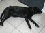 Labrador retriever Max    R.I.P 