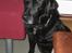 Labrador retriever Max    R.I.P 