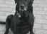 Labrador retriever Max    R.I.P 