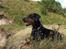 Dobermann GOF Charming Chianti
