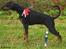 Dobermann GOF Charming Chianti - 12/10: Bedste baby tæve ved udstillingen i Blovstrød