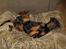 Dobermann GOF Charming Chianti