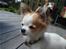 Chihuahua Ipso - 06.10.