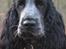 Cocker spaniel Basil