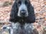 Cocker spaniel Basil