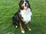 Berner sennenhund Manse