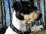 Dansk svensk gaardhund Østbroen´s Annika