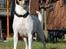 Dansk svensk gaardhund Østbroen´s Annika