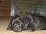 Labrador retriever                     Freja