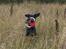 Dobermann GOF Charming Chianti