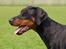 Dobermann GOF Charming Chianti