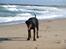 Dobermann GOF Charming Chianti