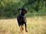 Dobermann GOF Charming Chianti
