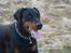Dobermann GOF Charming Chianti