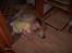 Golden retriever Olympus R.I.P <3 - Fandt lii et billede af dig dejlige dreng<33 Lympus & min lillebror