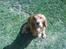 Cocker spaniel Alf - Smuk 