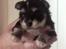 Bichon havanais Terkel - 5 uger