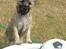 Cairn terrier Fie <3 *VIP* - Fie som hvalp <3 sommeren 2005. Fie på ferie, og ligesom os der var sydpå skulle hun da også have adgang til pool! ;-) 